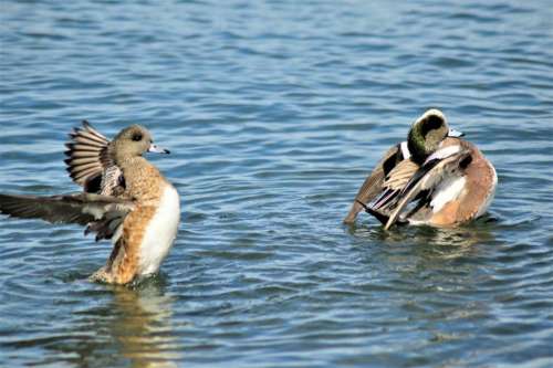 Water bird waterfowl duck ducks
