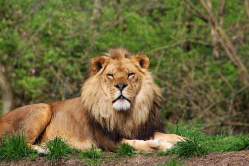 animal mammal predator lion mane