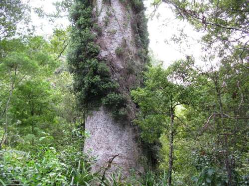 Kauri tree New Zealand nature outdoors 