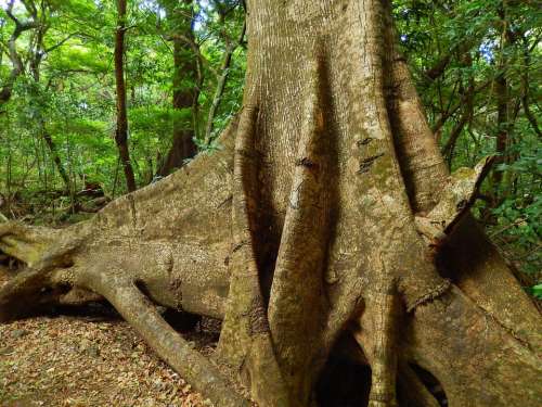 tree tree trunk tree root forest tropical