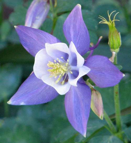 columbine Colorado columbine blue white flower