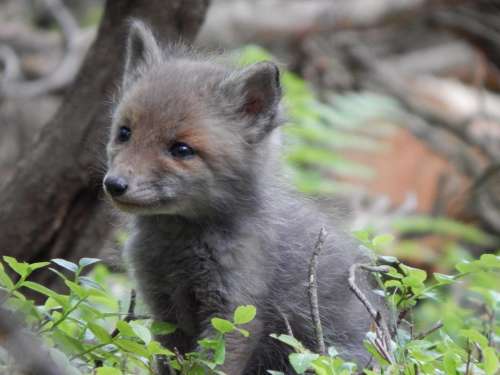 little Fox wild nature sweet forest