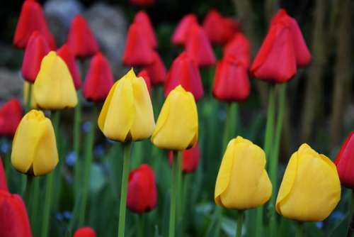 tulips spring flowers petals yellow