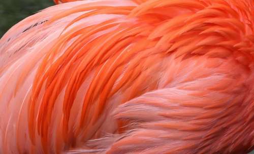 animal bird birdwatching feathers flamingo