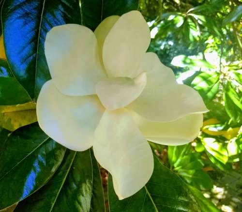 magnolia flower cream green perfection