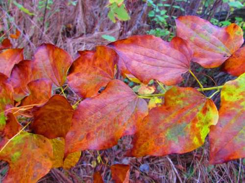 Autumn Fall leaves color