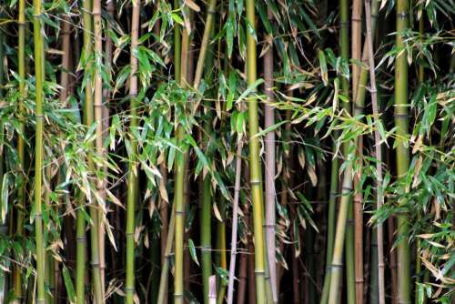 nature plant bamboo stalks forest
