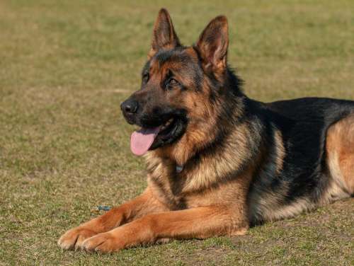dog German Shepherd guard attentive resting