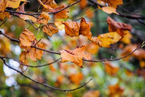 leaves autumn fall #autumnleaves