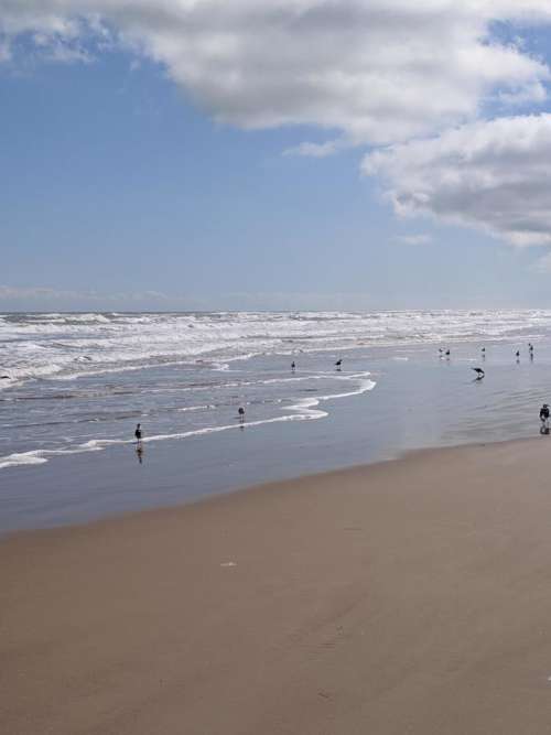 sand beach sand bar sea gull