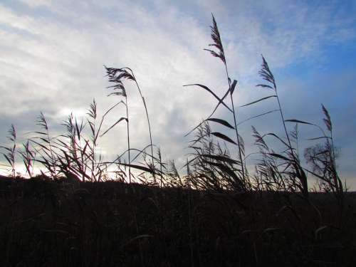 grass weeds silhouette