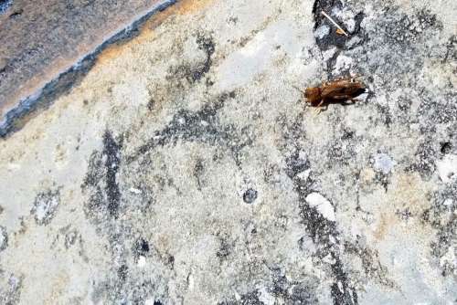 mole cricket insect bug harmful