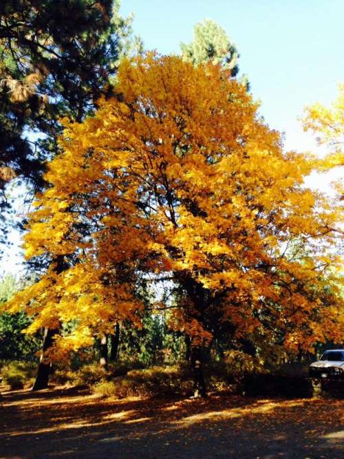 Fall foliage Autumn trees