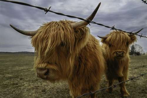 Farm animal Highland Cow bovine cattle hairy
