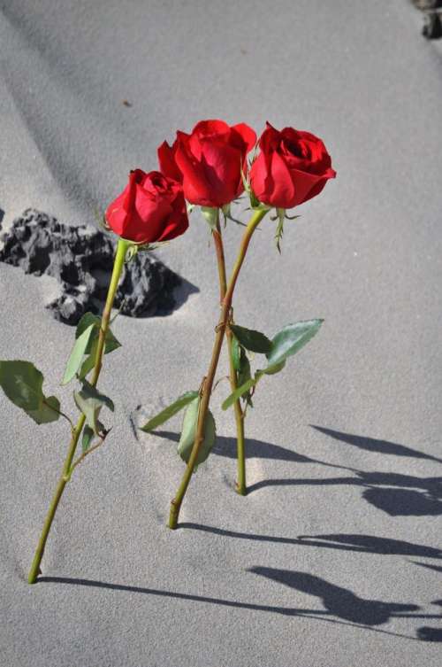 Roses red rose sand romantic 