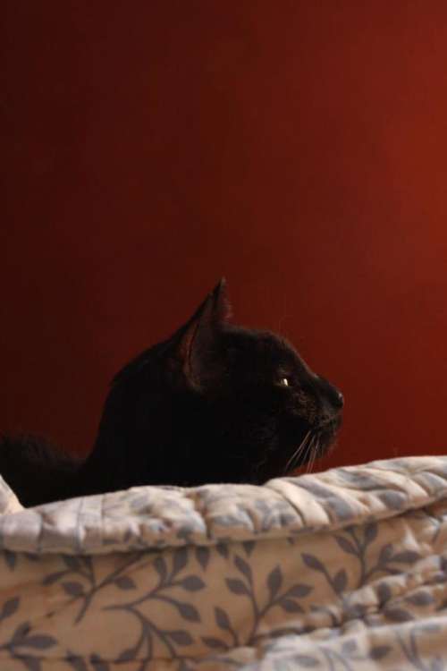 Cat Black Cat Proud #cats