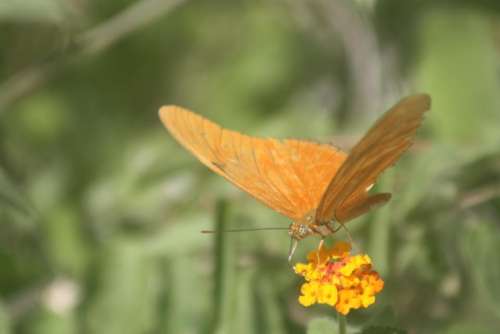 butterfly mexico web quintana roo jungle