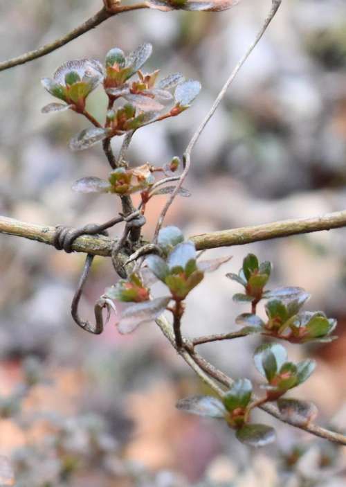 Azalea leaves branch twig