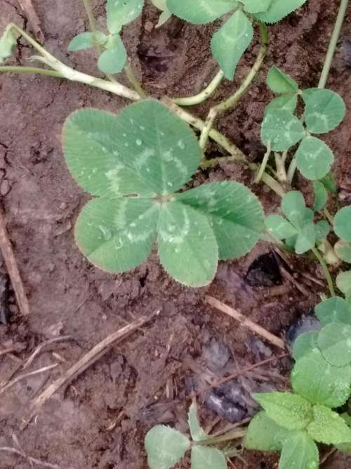 5-leaf clover clover plant