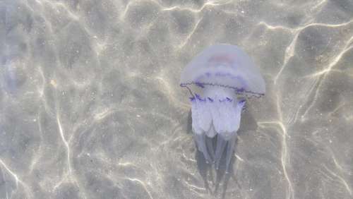 jellyfish  