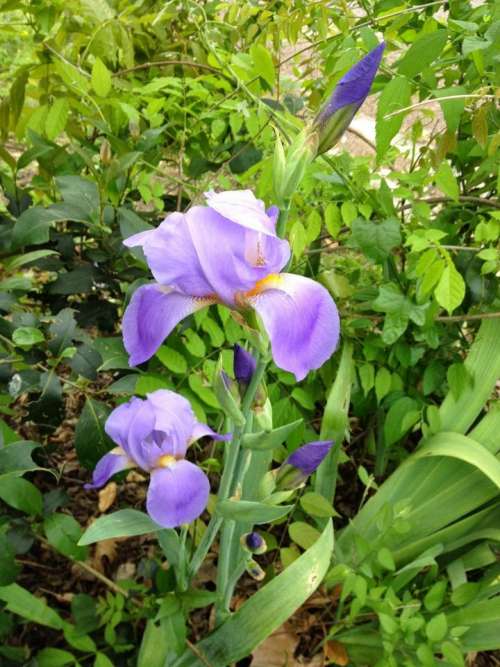 Purple Iris bloom wild flower flowers floral