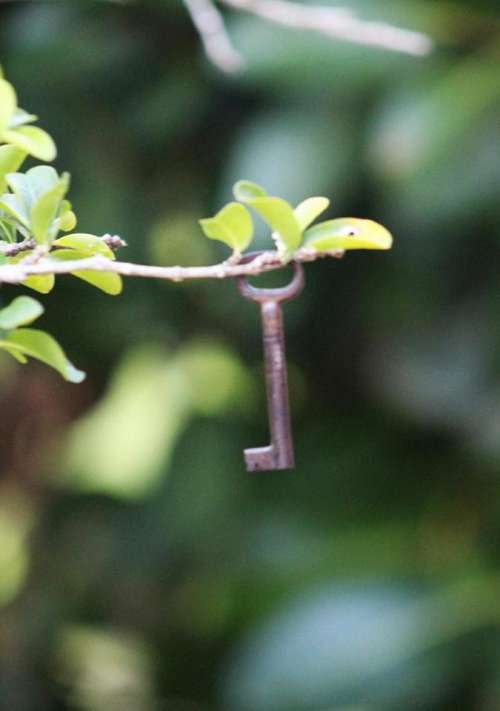 Key keys metal tree nature