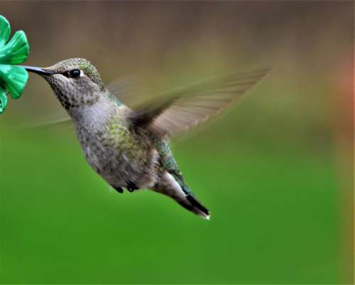 Annas Hummingbird bird wild hover hovering