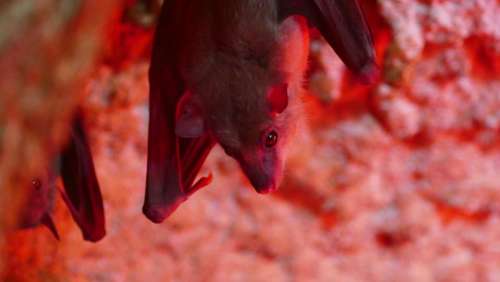 Bat bats 