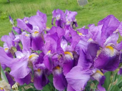 Iris flowers garden floral