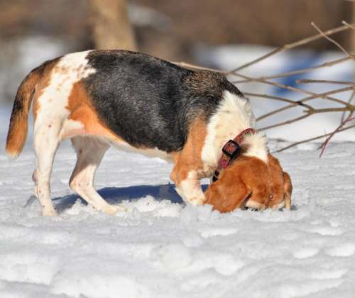 Beagle   dog canine animal pet
