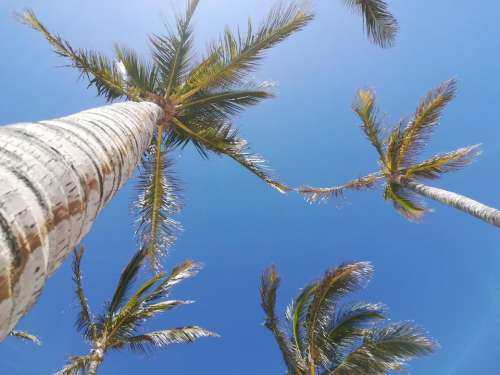 palm palmtree palmtrees summer island