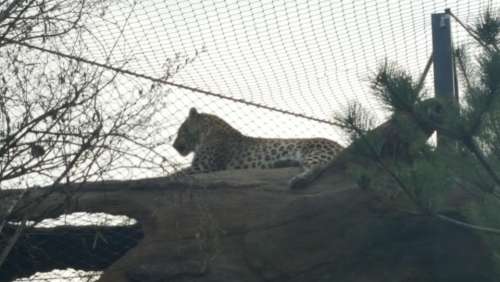 zoo animal leopard beast predatory