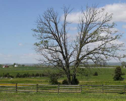 Gettysburg witness tree tree fence battlefield