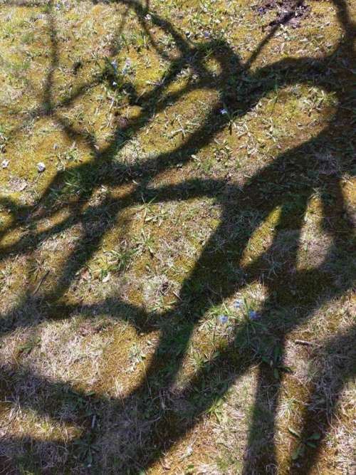 pattern shadows moss branches tree