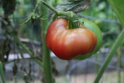 heirloom tomato Black Krim tomato tomato vegetable garden