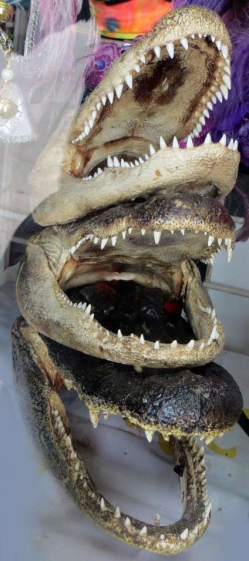 alligator head jaws teeth fierce