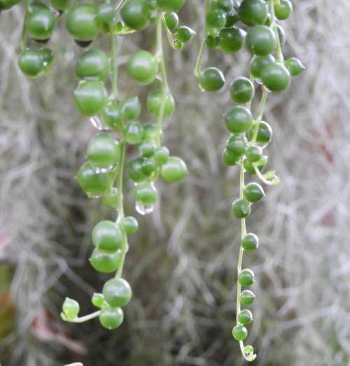 Vine plant garden droplet plants