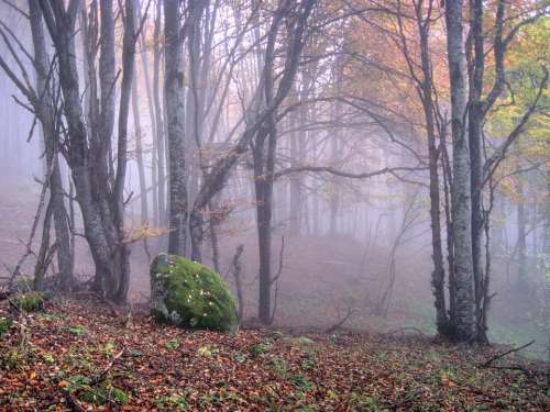 autumn nature forest trees stones