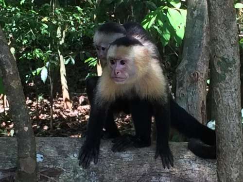 white-headed capuchin monkeys baby Costa Rica rain forest