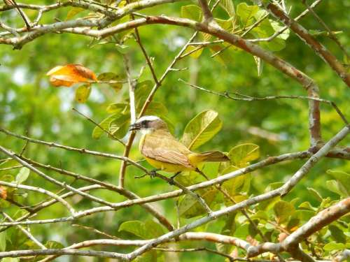 Bird yellow forest wild