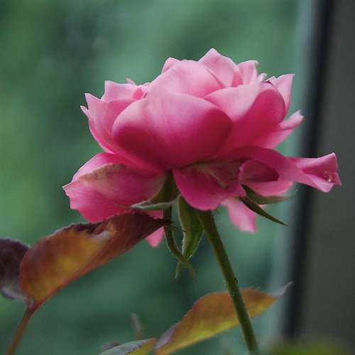 rose plant flower nature pink