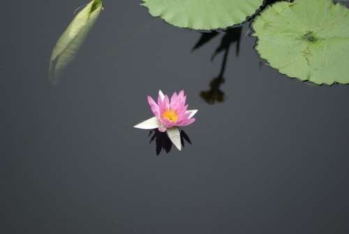 #water lily  #Liliesflower#Lotus #purple #lily pad
