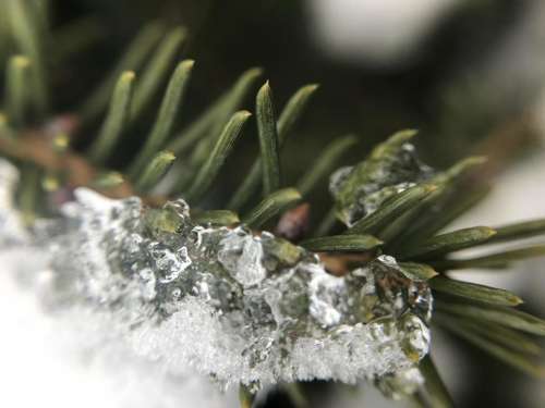 Frozen fros winter pine spruce