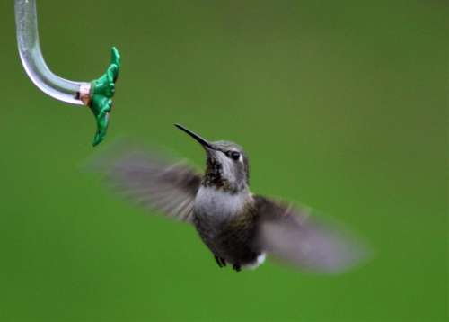 Annas hummingbird hummingbird 