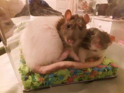 rat rats rodent pets