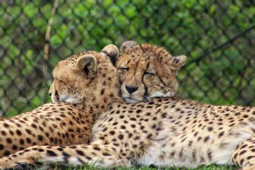 animal cat feline rest cheetah