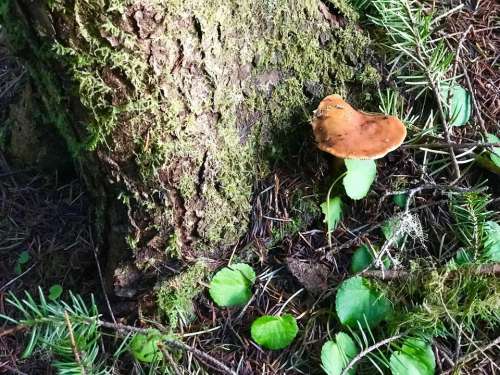 Mushroom forest magical fungi