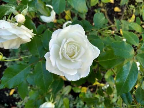 white rose perfect flower valentines  day Lancashire 