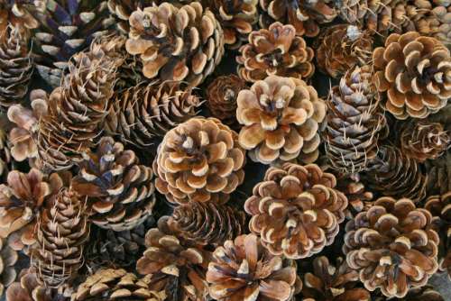 Close up   pine cones seeds tree evergreen