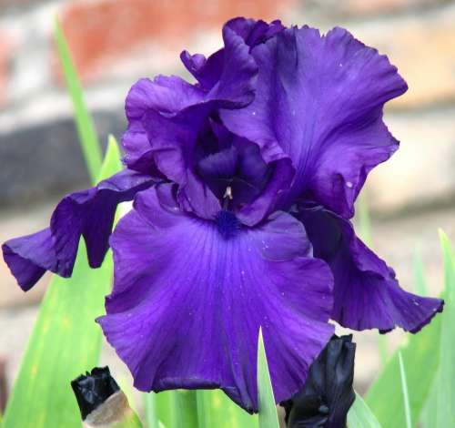 iris bearded iris violet lavender purple